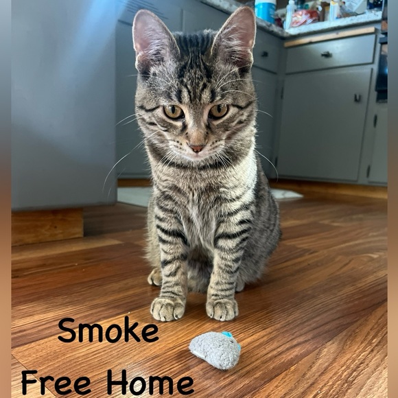 Pet Friendly and Smoke Free Home😻 - Picture 3 of 5